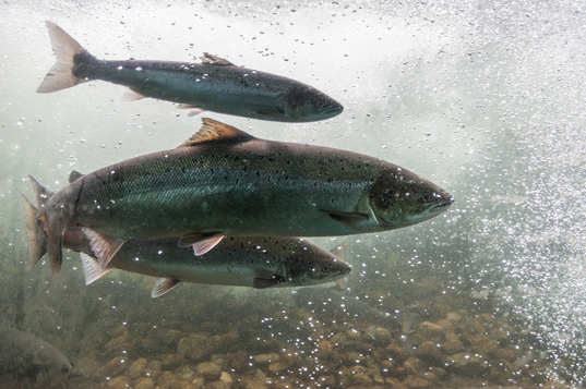 Trois saumons nageant sous l'eau