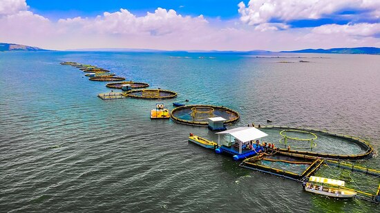 Ferme piscicole durable sur le lac Victoria dans le district de Buikwe en Ouganda